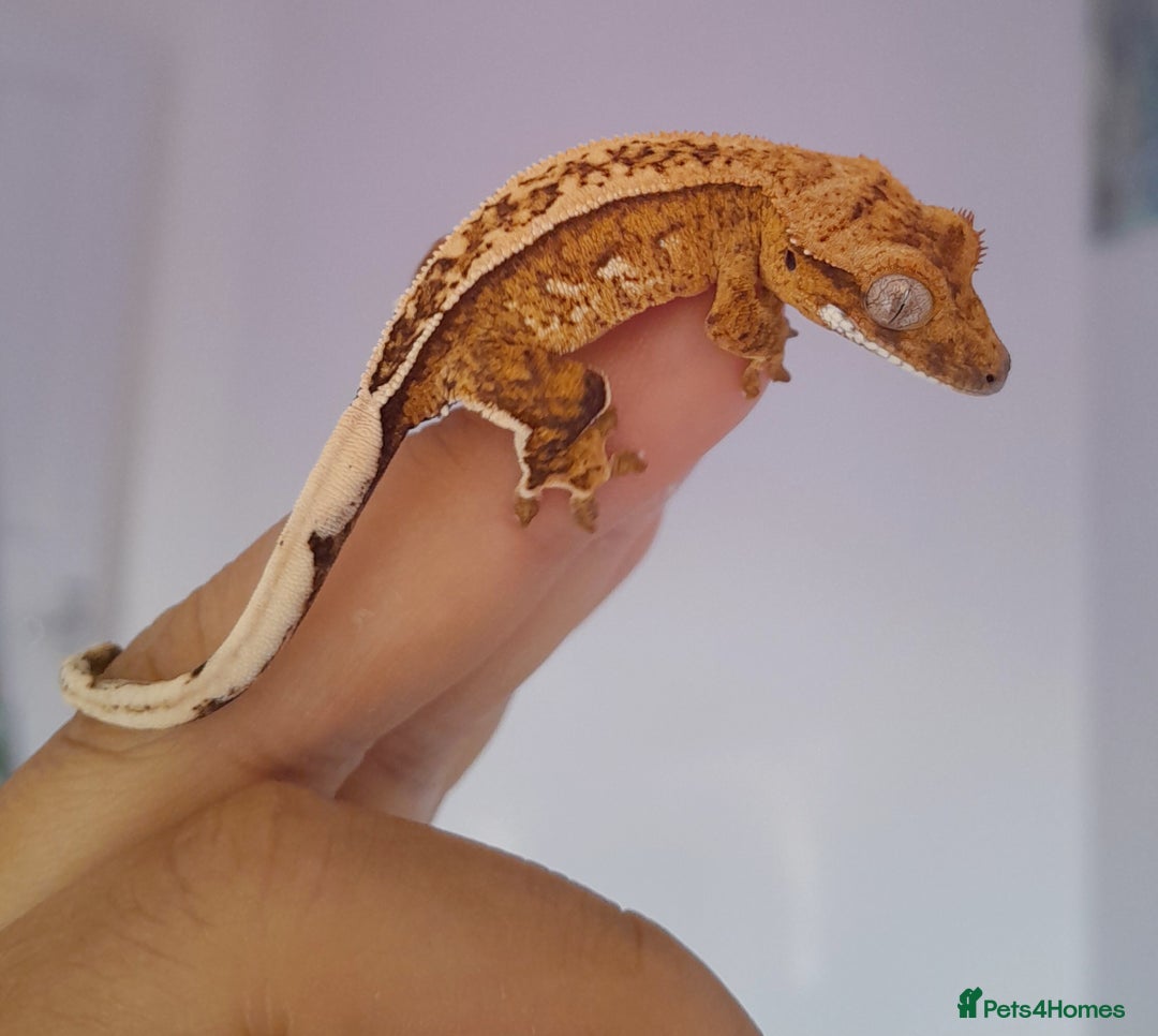 Gecko reptiles for sale: 2 baby crested geckos for sale  - Image 1