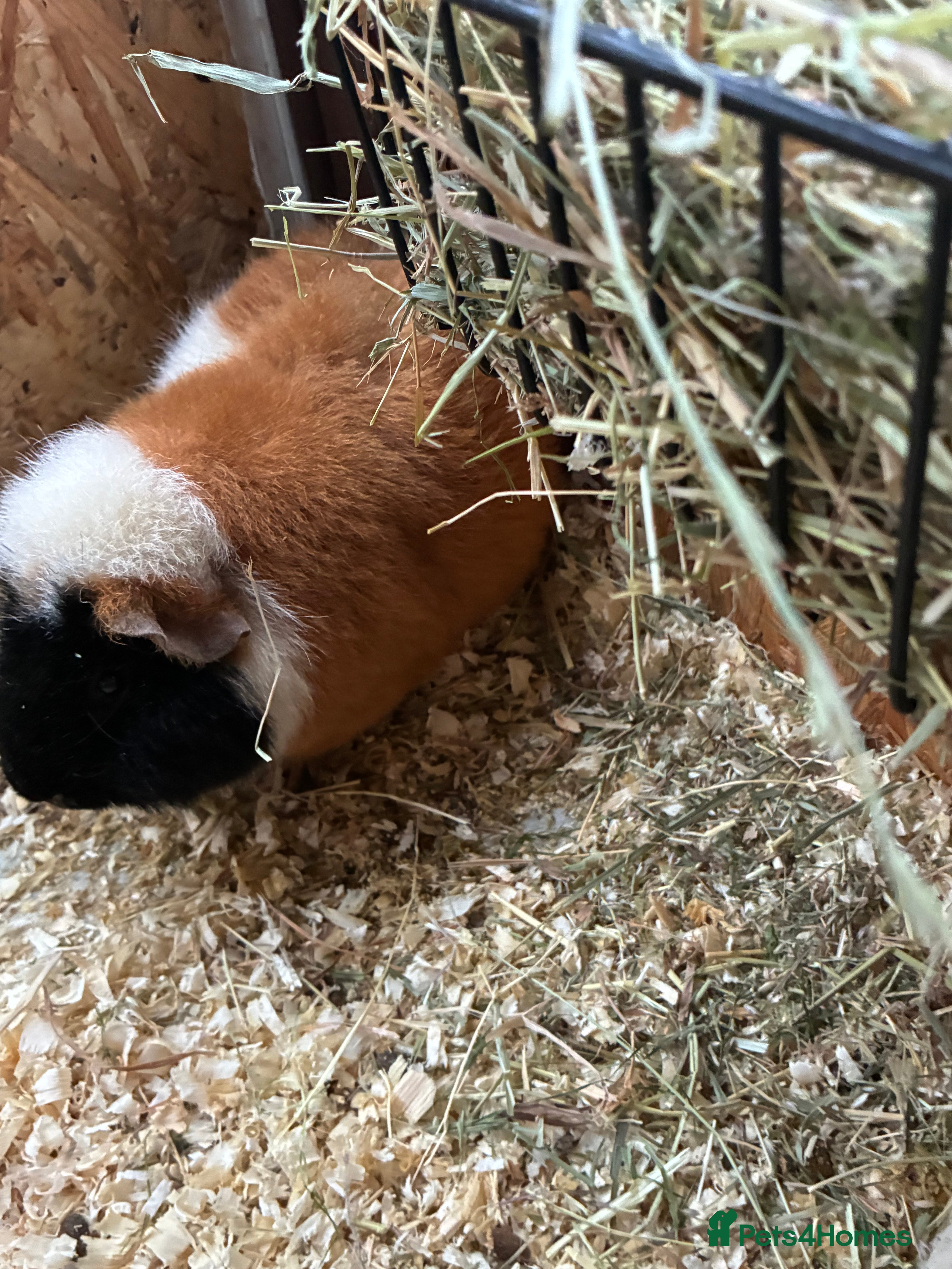 Guinea Pig rodents  male guinea pig - Advert 16