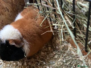 Guinea Pig rodents male guinea pig - Advert 16