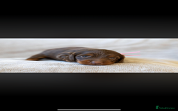 Miniature Dachshund dogs for sale: Beautiful long haired chocolate dachshunds  - Image 11