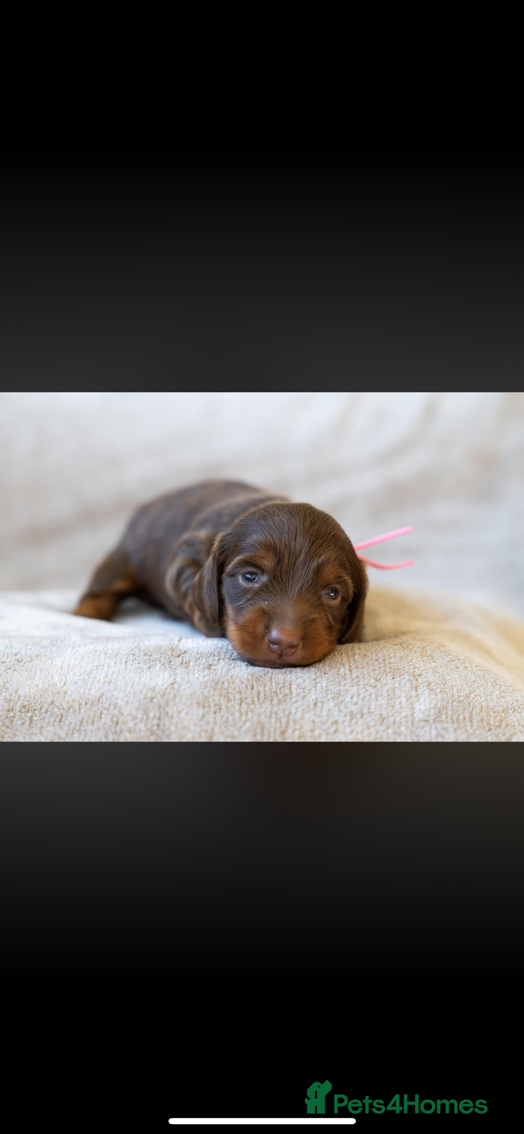 Miniature Dachshund dogs for sale: Beautiful long haired chocolate dachshunds  - Image 11