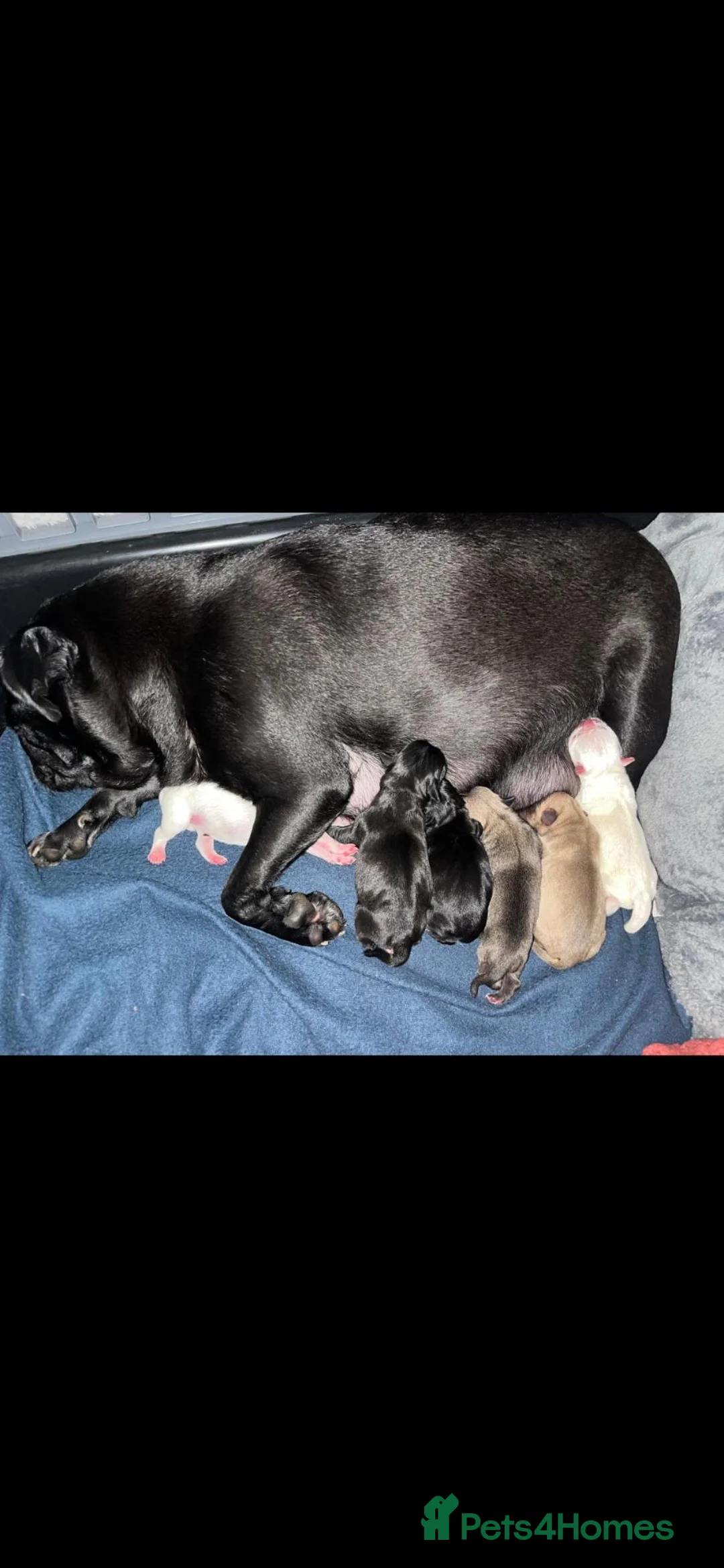 Pug dogs for sale: KC registered pug puppies - Advert 1