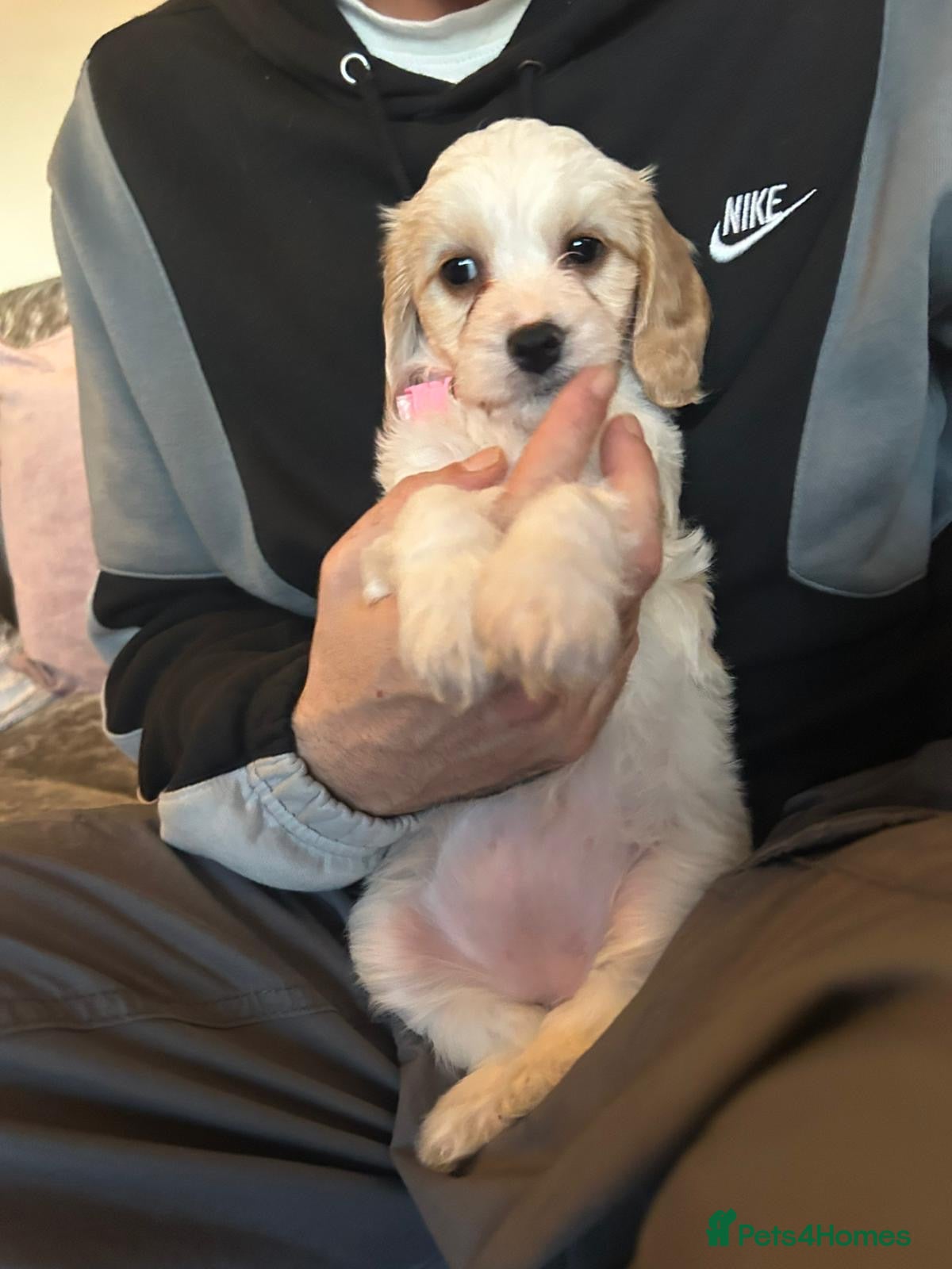 Mixed Breed dogs READY NOW Apricot Cockapoo puppies 1 LEFT - Advert 1