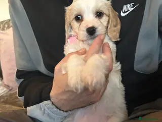 Mixed Breed dogs READY NOW Apricot Cockapoo puppies 1 LEFT - Advert 1