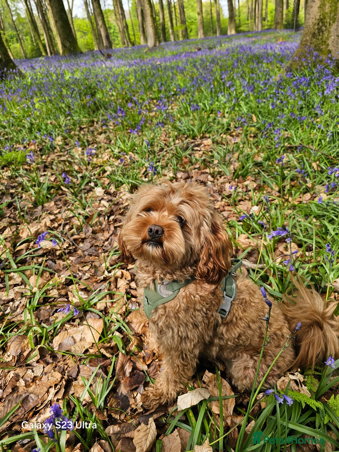Cavapoo dogs for stud:  Toy cavapoo (proven stud) - Advert 3