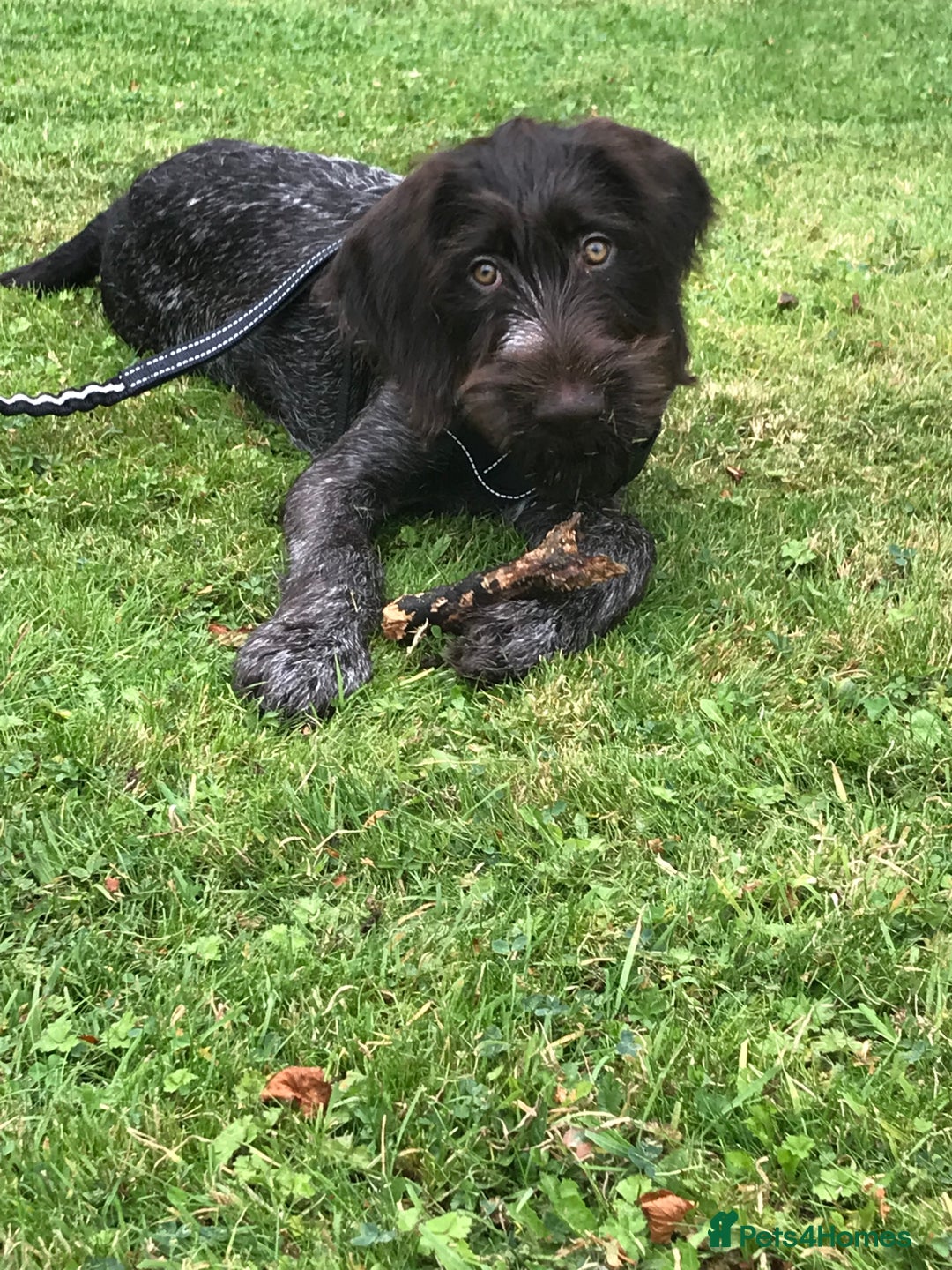 German Wirehaired Pointer dogs for sale: German Wirehaired Pointer - Advert 4