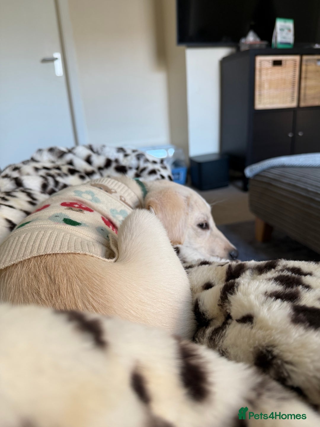 Labrador Retriever dogs for sale: Labrador puppy  - Advert 2