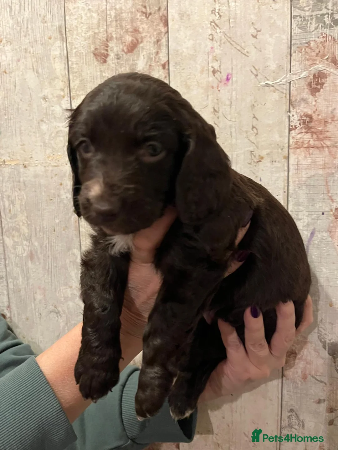 Mixed Breed dogs for sale: Beautiful Sprockerpoo puppies 😍 - Advert 18