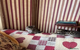 Domestic Shorthair cats for sale: Kittens  - Image 7