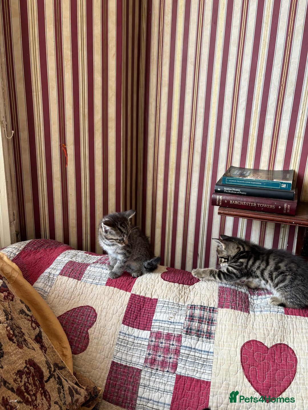 Domestic Shorthair cats for sale: Kittens  - Image 7