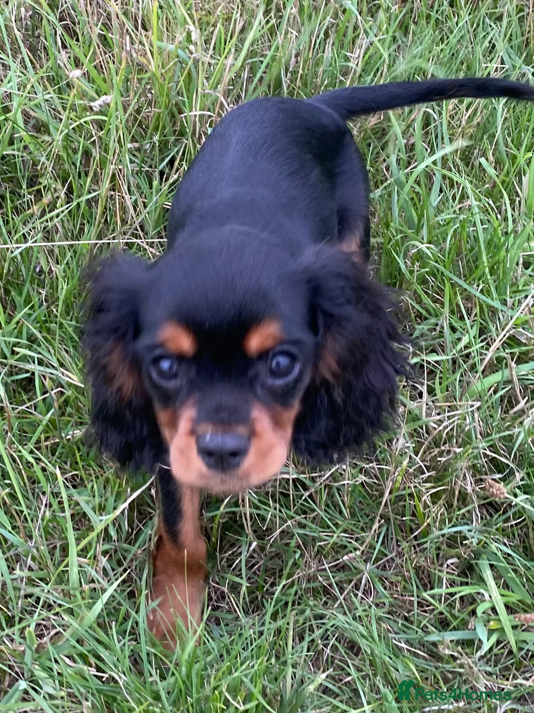 Cavalier King Charles Spaniel dogs for sale: Black and Tan Cavalier King Charles Bitch in Bedford - Advert 3