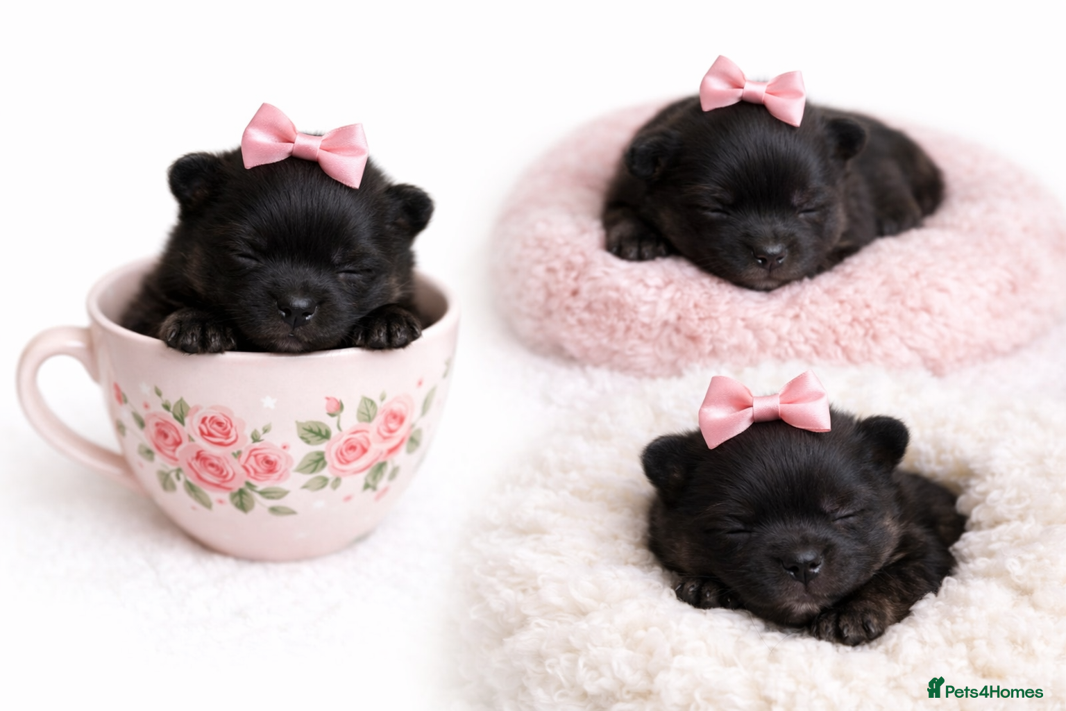 Pomeranian dogs for sale: 🐶Beautiful Pomeranian Puppies 🖤🤍 - Advert 4