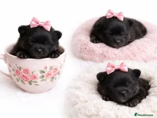 Pomeranian dogs for sale: š¶Beautiful Pomeranian Puppies š¤š¤ - Advert 4