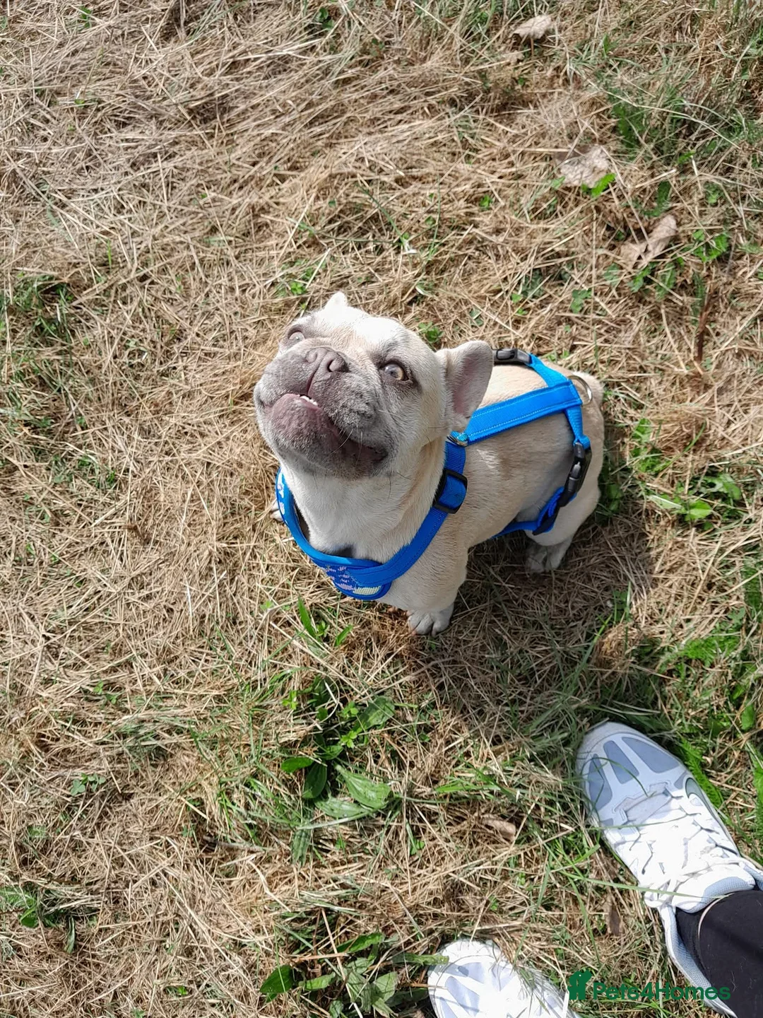 French Bulldog dogs for sale: 4 year old female French bulldog  - Advert 1