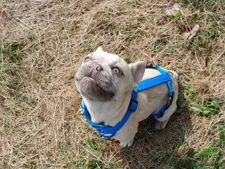 French Bulldog dogs 4 year old female French bulldog - Advert 1