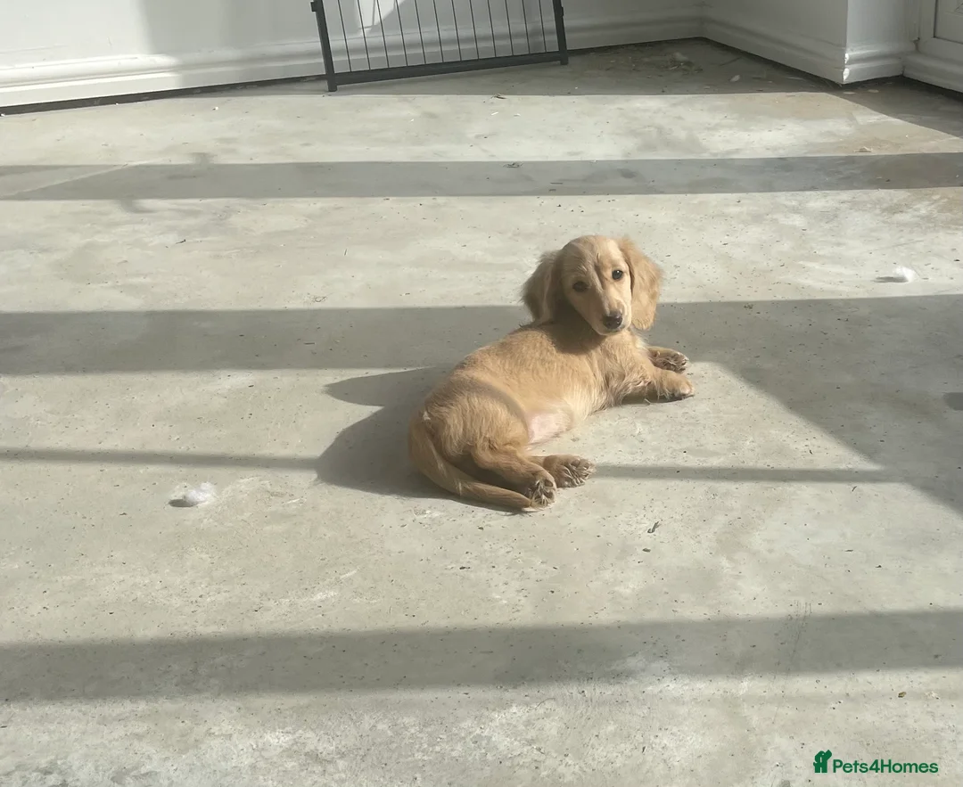 Miniature Dachshund dogs for sale: English cream longhair miniature daschound  - Advert 2