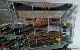 Rat rodents for sale: Starter rat cage with accessories and 2 rats. - Image 3