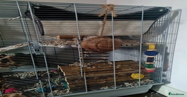 Rat rodents - Advert 15