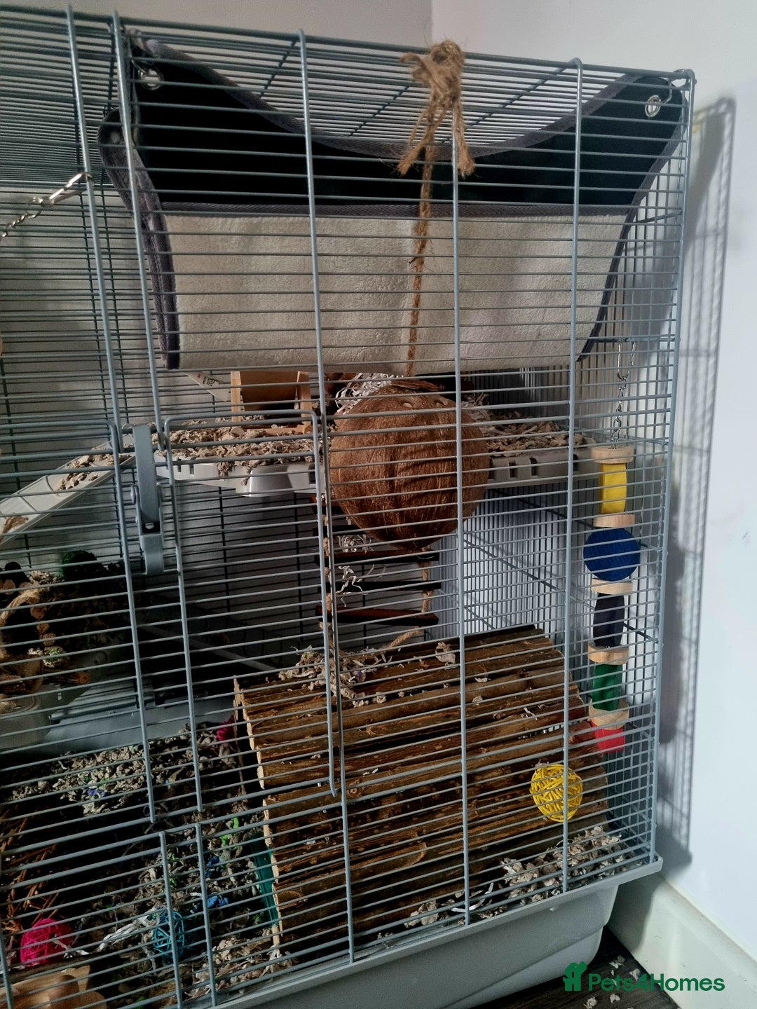 Rat rodents for sale: Starter rat cage with accessories and 2 rats. - Image 3