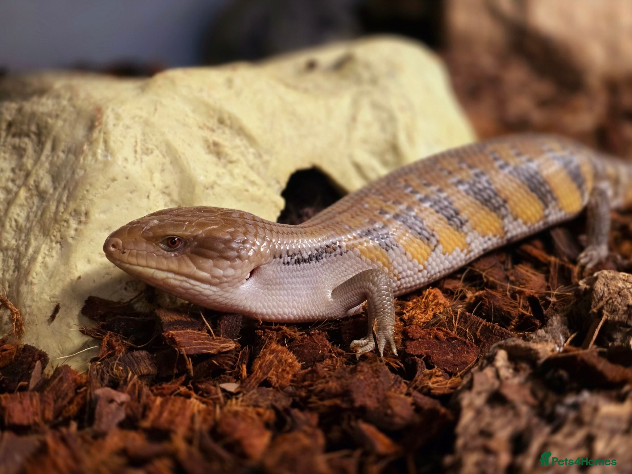 Skink reptiles Baby Northern blue tounge skinks  - Advert 4