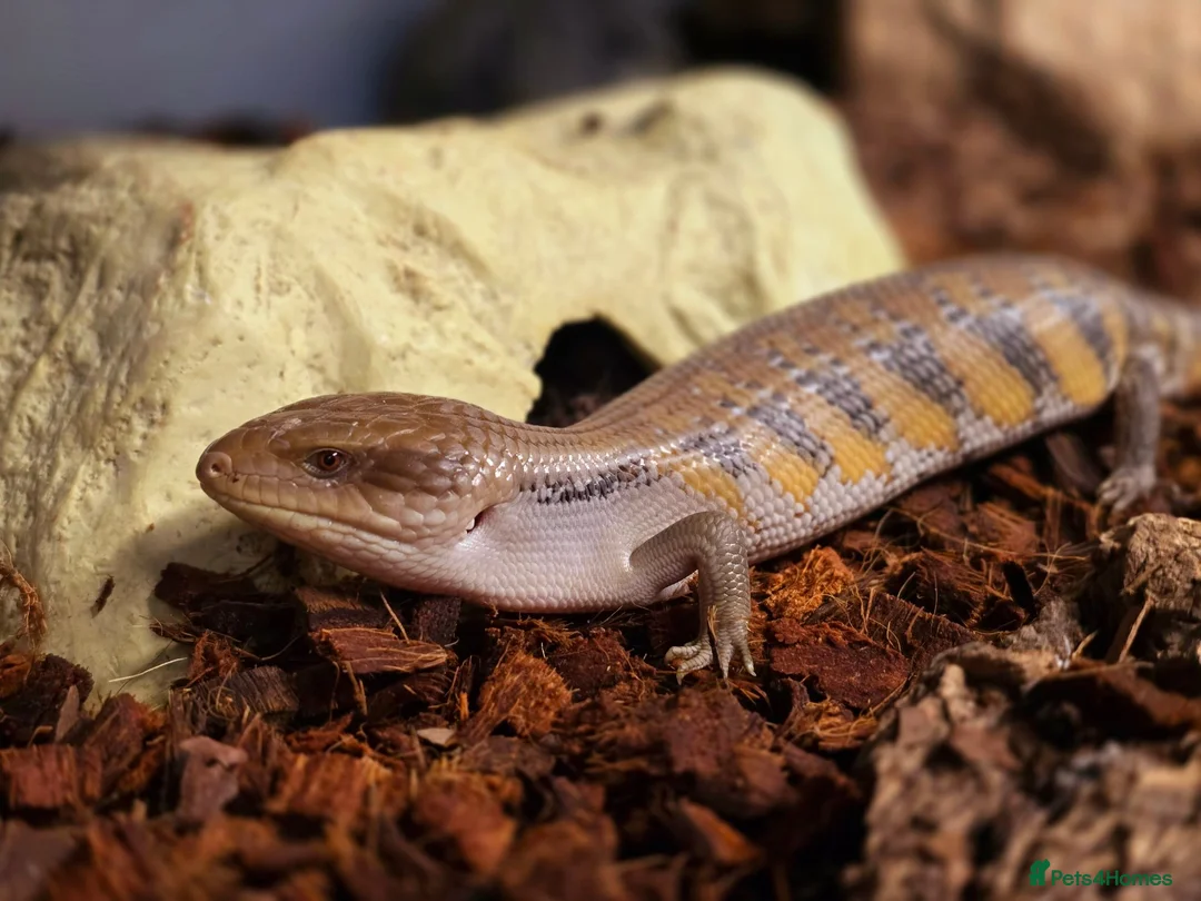 Skink reptiles for sale: Baby Northern blue tounge skinks  - Advert 1