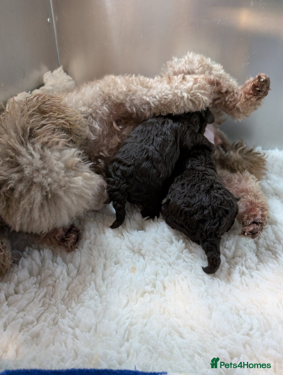 Toy Poodle dogs for sale: Pedigree Chocolate Toy Poodle  - Advert 8