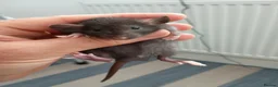 Rat rodents for sale: Beautiful litter of mixed rat babies  - Advert 11