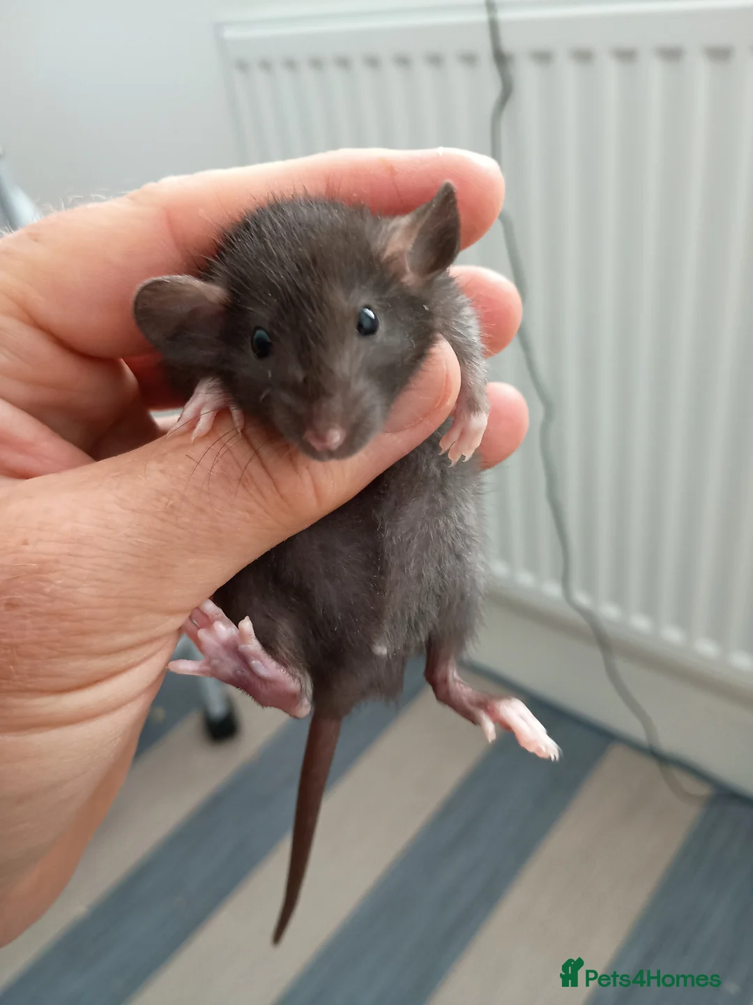 Rat rodents for sale: Beautiful litter of mixed rat babies  - Advert 11