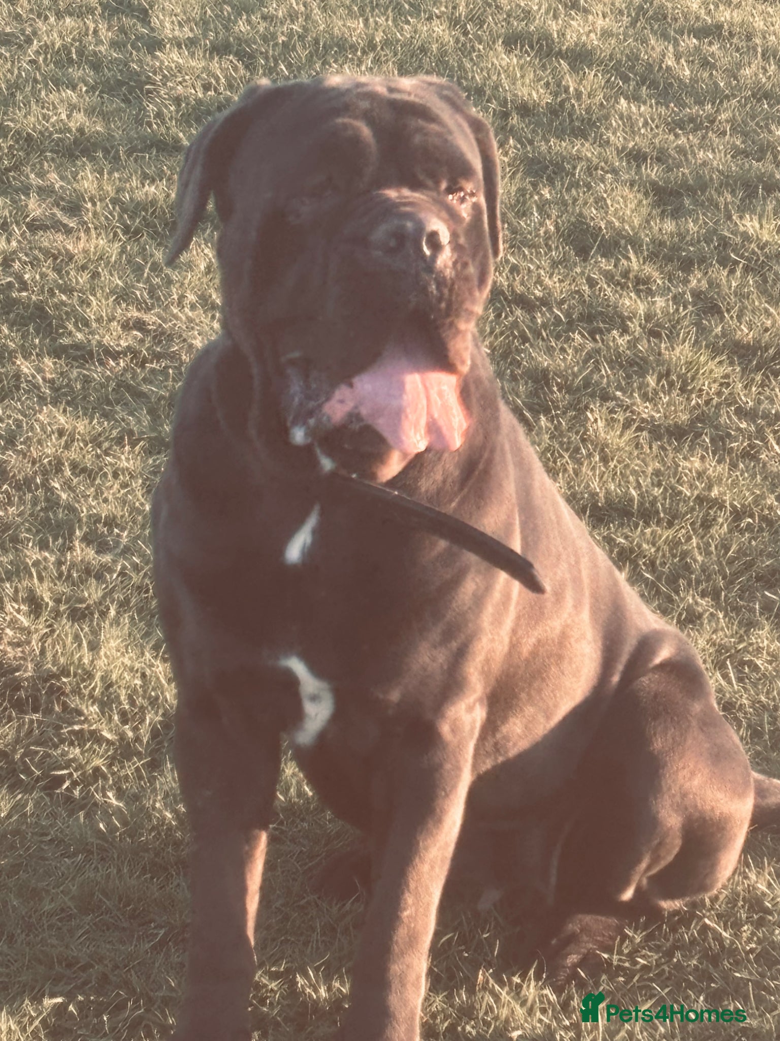 Cane Corso dogs Blue Entire Male Cane Corso  - Advert 13