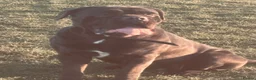 Cane Corso dogs for sale: Blue Entire Male Cane Corso  - Advert 1