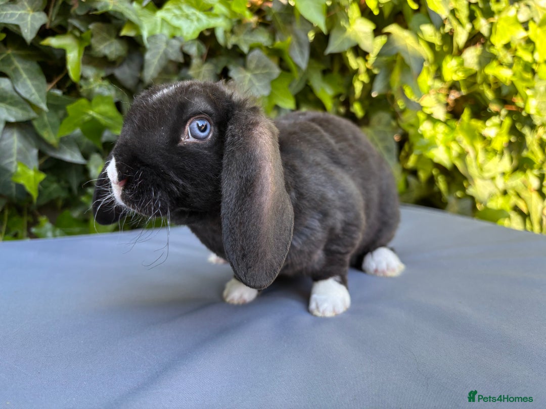 Mini Lop rabbits for sale: Pure Bred Mini Plush Lop  - Advert 5