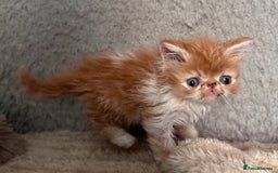 Exotic cats for sale: SHOW QUALITY GCCF REGISTERED KITTENS - Image 2