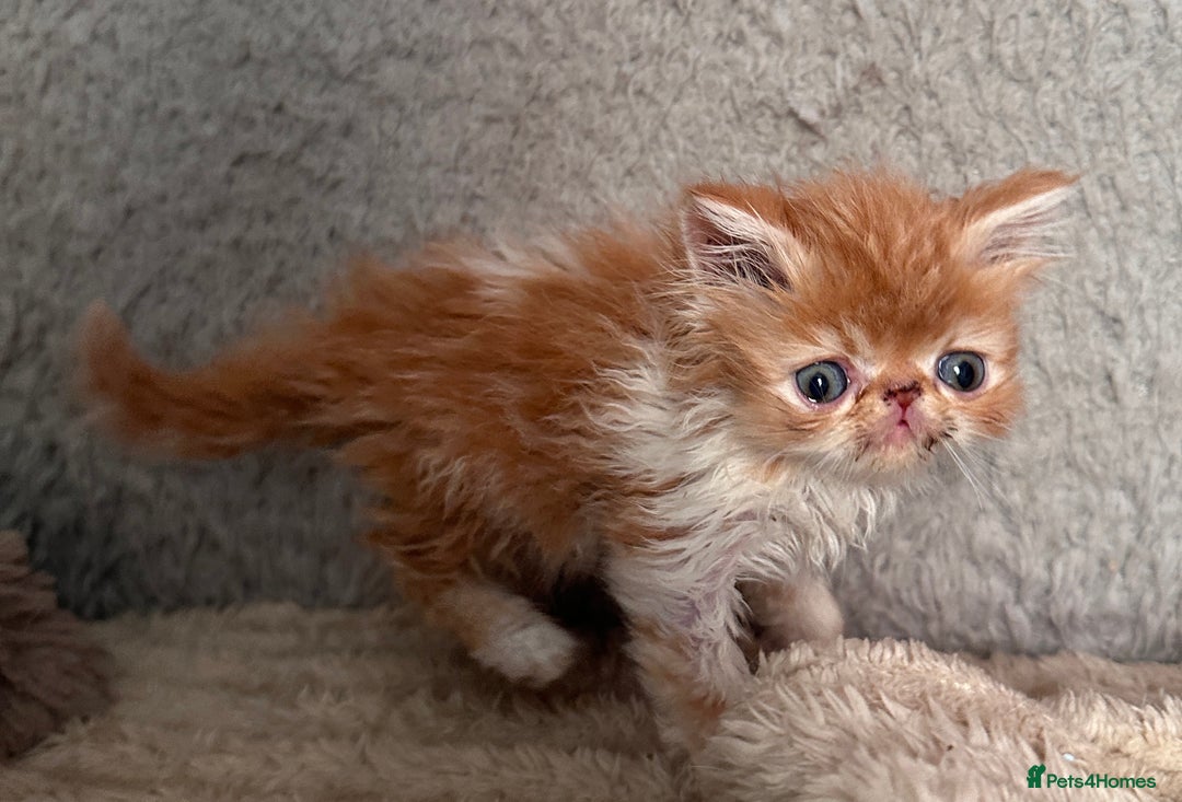 Exotic cats for sale: SHOW QUALITY GCCF REGISTERED KITTENS - Image 2