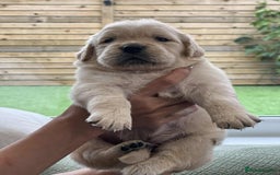 Golden Retriever dogs for sale: Golden Retriever Puppies. Health tested parents. - Image 4