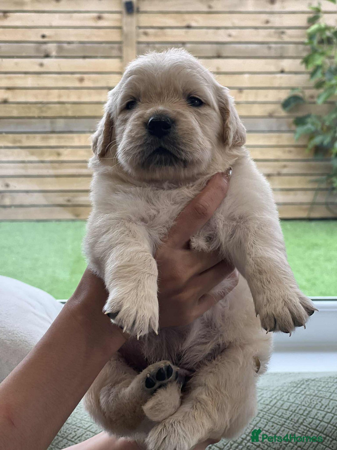 Golden Retriever dogs for sale: Golden Retriever Puppies. Health tested parents. - Image 4