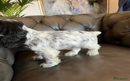 Cocker Spaniel dogs for sale: Cocker Spaniel puppies (IKC registered) - Image 9
