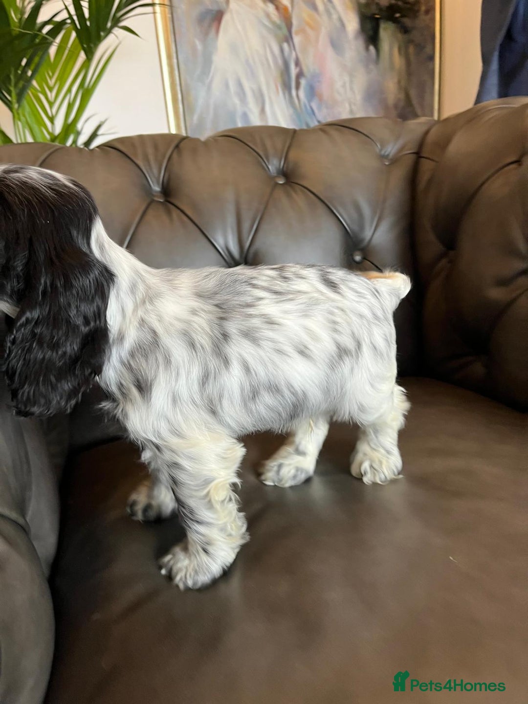 Cocker Spaniel dogs for sale: Cocker Spaniel puppies (IKC registered) - Image 9