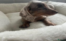 Miniature Dachshund dogs for sale: Miniature dachshund  - Image 5