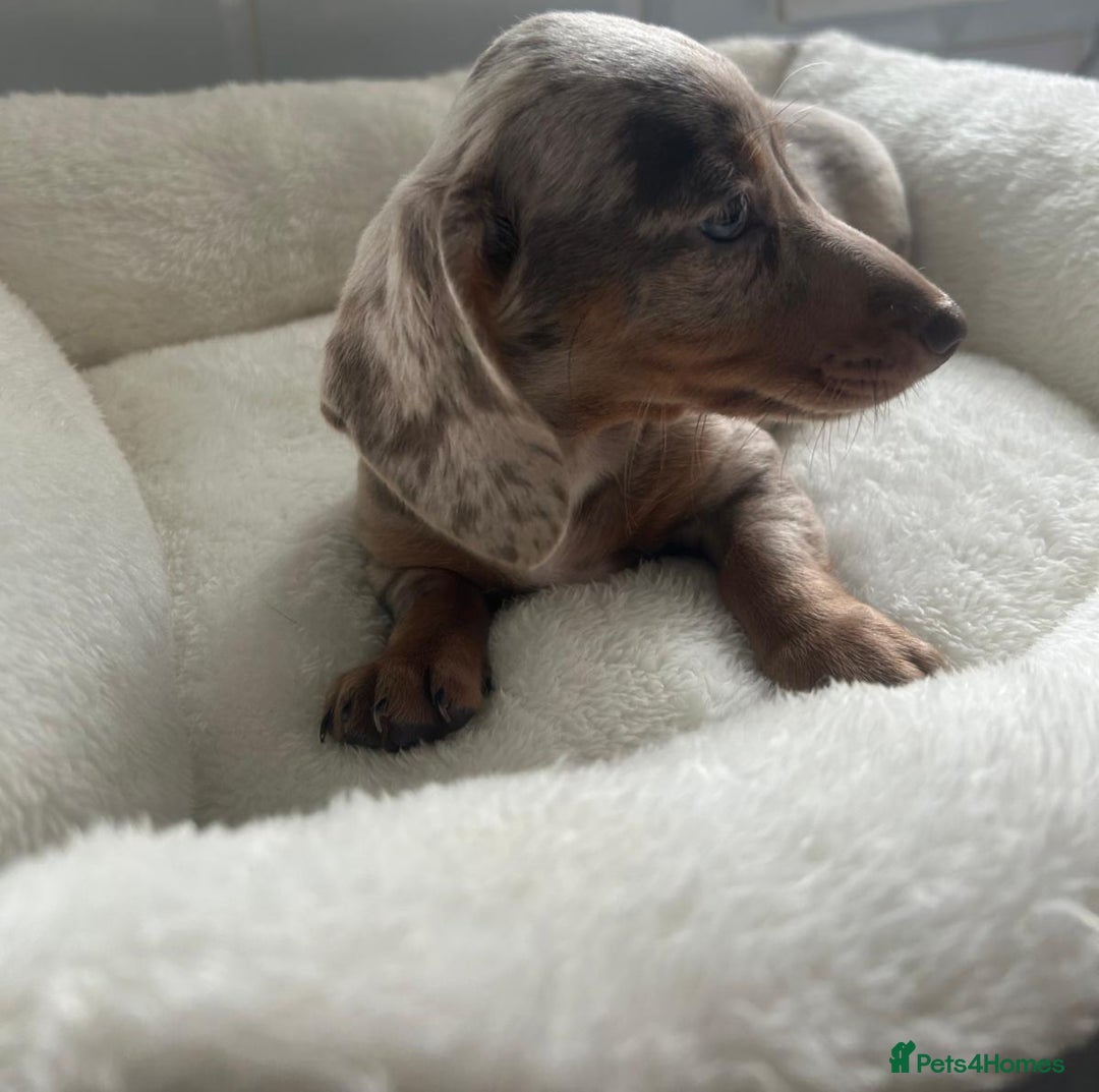 Miniature Dachshund dogs for sale: Miniature dachshund  - Image 5