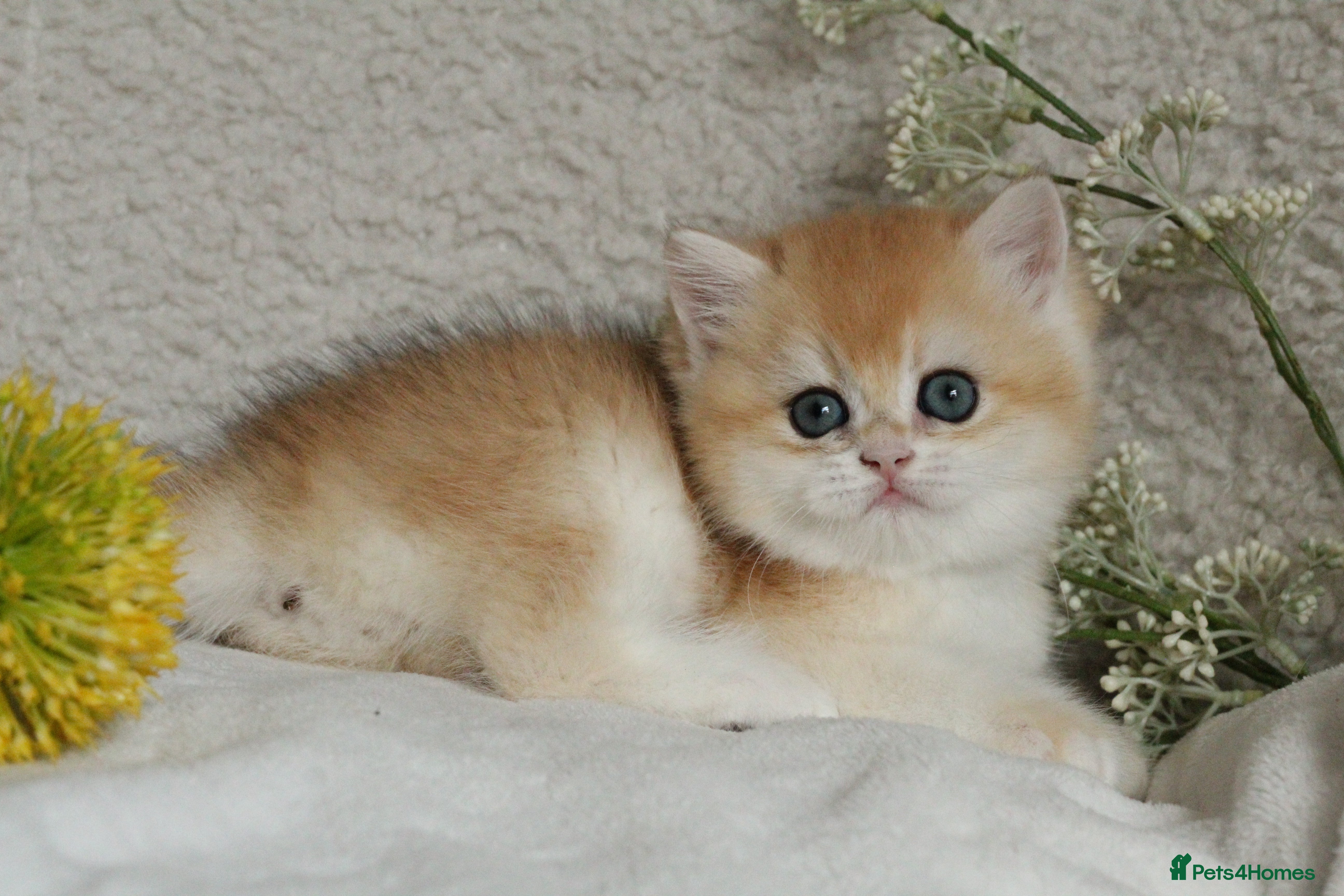 British Shorthair cats TOP Quality, Rare colors BSH kittens  - Advert 2