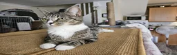 Mixed Breed cats for adoption: Young female tabby rescue cat - Sheiley - Advert 4