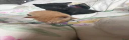 Mixed Breed cats for sale: Kittens  - Advert 9