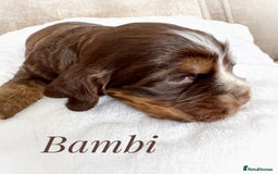 Cocker Spaniel dogs for sale: KC reg chocolate show cocker spaniel puppies  - Image 8