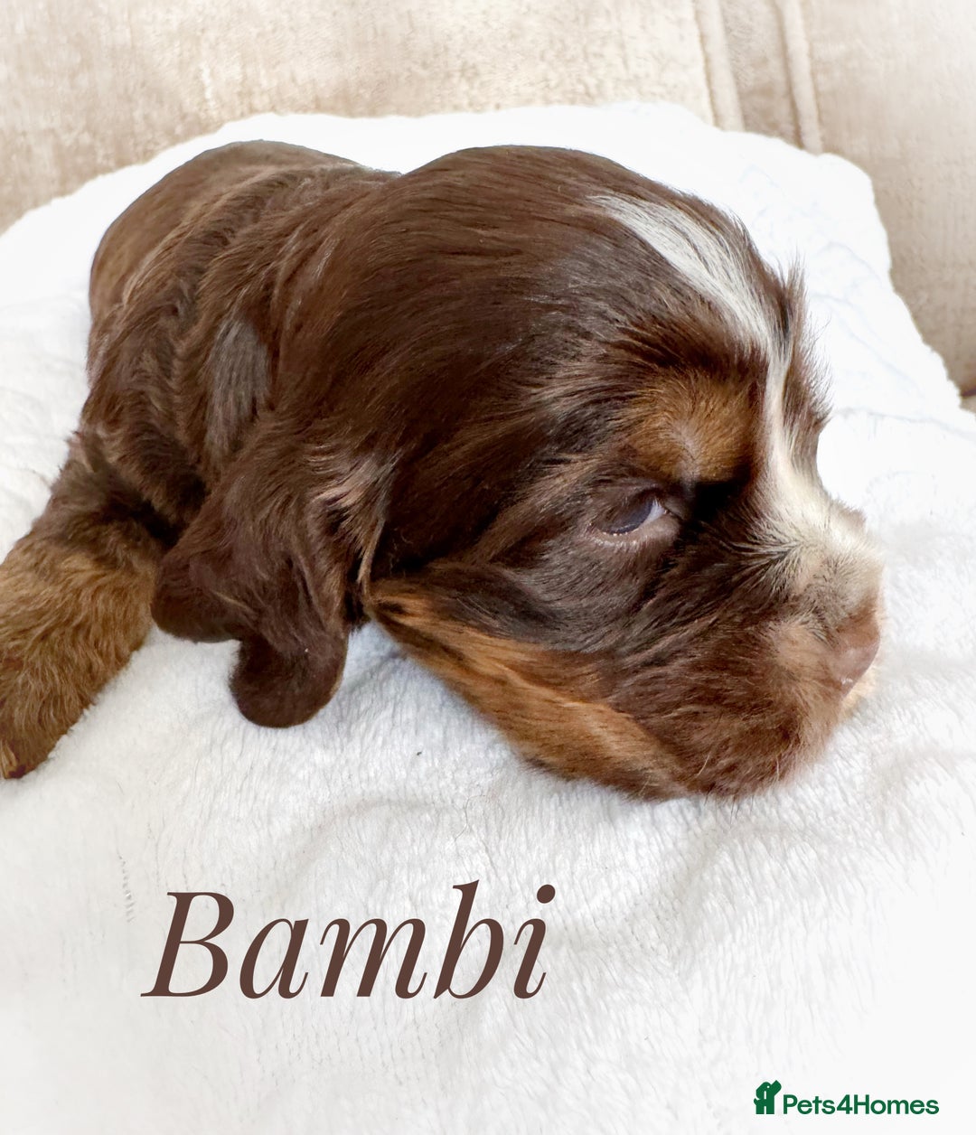Cocker Spaniel dogs for sale: KC reg chocolate show cocker spaniel puppies  - Image 8