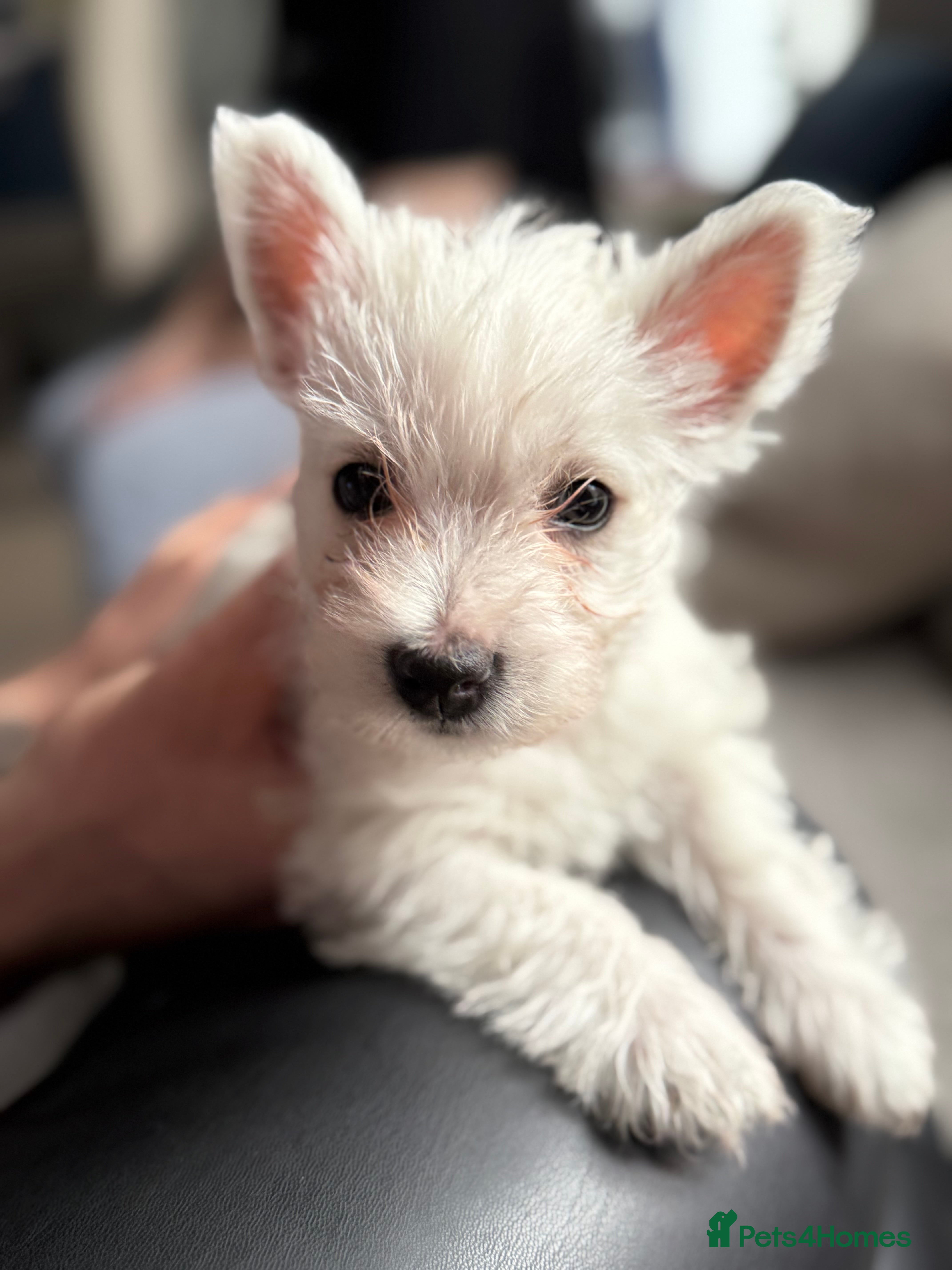 West Highland Terrier dogs Only 3 Westie Puppies Left – Ready for Homes Now! - Advert 2