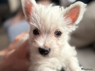 West Highland Terrier dogs Only 3 Westie Puppies Left – Ready for Homes Now! - Advert 5