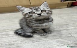 Scottish Fold cats for sale: scottish fold kittens  - Image 14