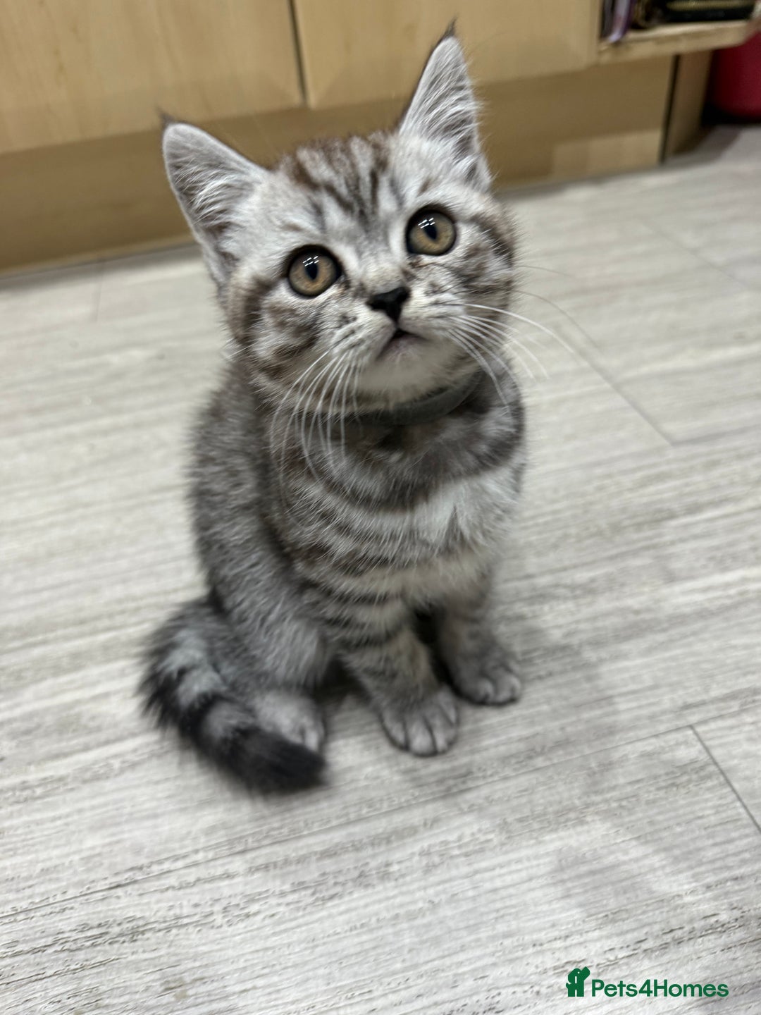 Scottish Fold cats for sale: scottish fold kittens  - Image 14