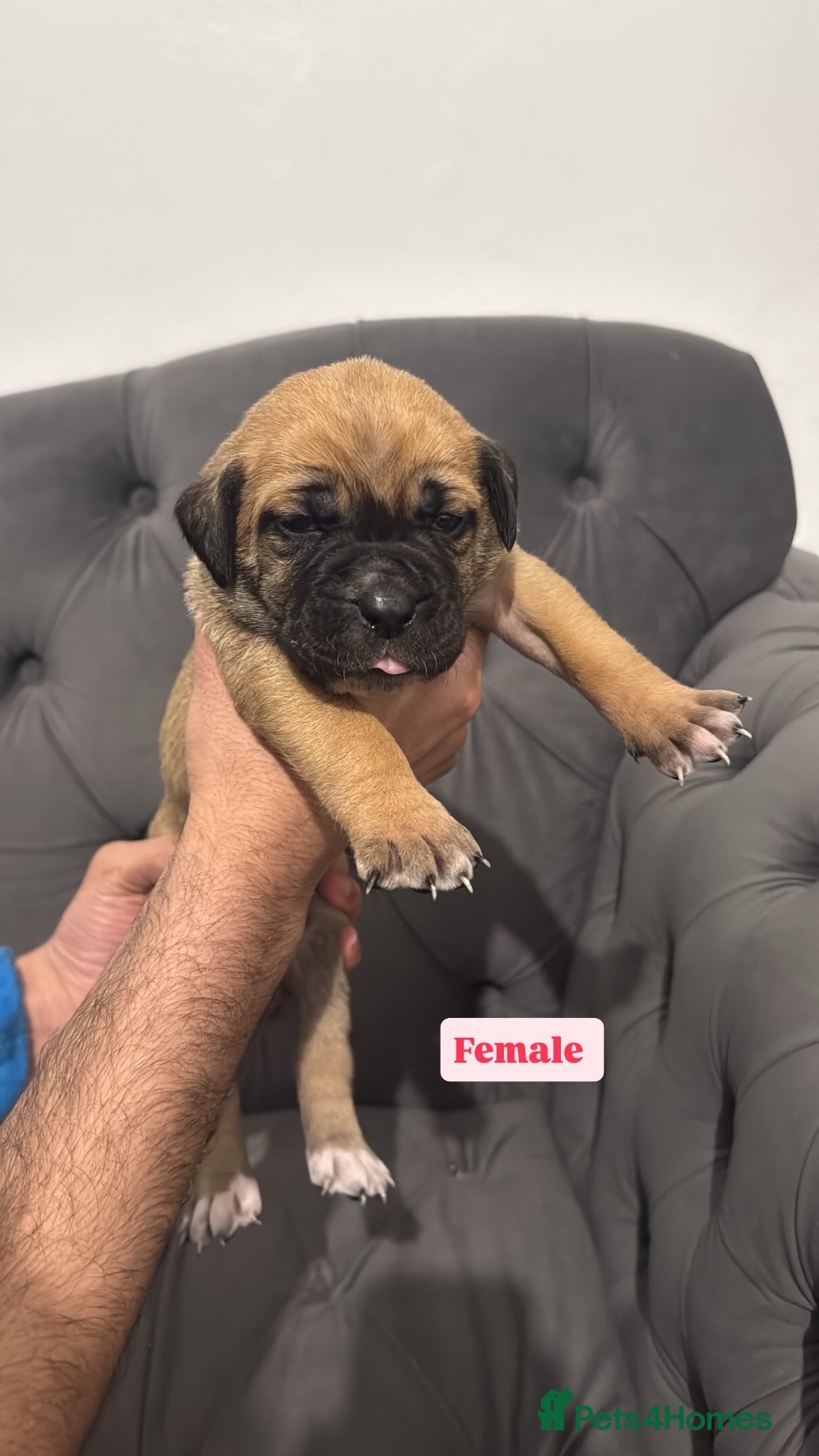 Presa Canario dogs Outstanding! Presa Canario puppies - Advert 3