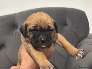 Presa Canario dogs Outstanding! Presa Canario puppies - Advert 3